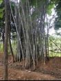 New Finished Recently cutting forest bamboo