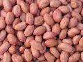 Bold Groundnuts