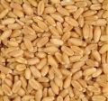 Indian Feed Wheat