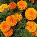 Organic Yellow fresh marigold flower