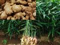 ginger plantation services