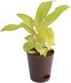 Philodendron Golden Moonshine Plant