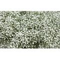 White Gypsophila Flowers