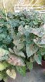 Green ornamental syngonium plant