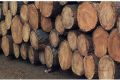 7-8 Feet Silver Oak Wood Logs
