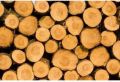 8-9 Feet Silver Oak Wood Logs