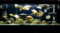 Freshwater Fish Aquarium Tank