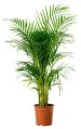 Green areca palm plant
