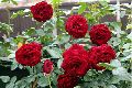 Red Rose Plant