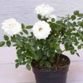 Green Brother Nursery white rose plant