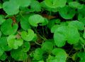 SVM Exports Dried Centella Asiatica Leaves