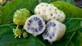SVM Exports Dry Morinda Fruit