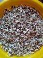 SVM Exports Moringa Seed For Plantation