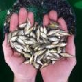 Catla Fish Seeds