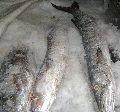 Frozen Barracuda Fish