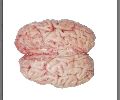 Buffalo Brain