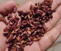 Dry Pomegranate seed best quality