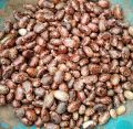 Brown Shreya Enterprises castor seeds