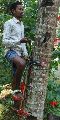 Coconut Tree Climber SS