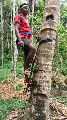 Standing Type Coconut Tree Climber