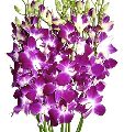 Fresh Orchid  Flowers