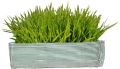 Green Striped Wheat Grass Tray