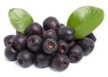 Organic Organic Black Fresh Java Plum