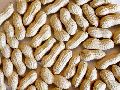 Organic Brown Shelled Groundnut