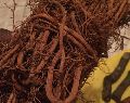 Sarsaparilla Roots