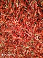 Dried Teja Red Chilli