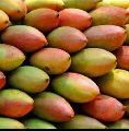 Collector Mango