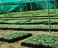Papaya Seedling