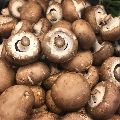 Cremini Mushroom