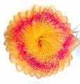 Nylon Multi Color Kaya round loofah sponge