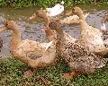 Kuttanadan Ducklings (1-Day)