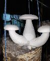 Milky Mushroom Spawn