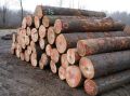 Hemlock Wood Logs