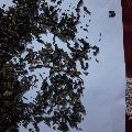 Darjeeling Green Tea Leaves
