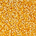 Corn Seeds Organic Organic yellow maize