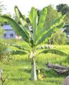 Organic Banana Plant