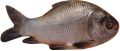 Freshwater Catla Fish