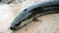 Black freshwater eel fish