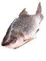 Freshwater Rohu Fish