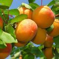 Natural Fresh Apricot