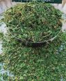 Green Dried Coriander Leaves