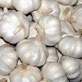 Agrifound Parvathi (G-313) Garlic