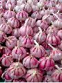 Bhima Purple Garlic