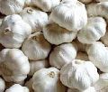 Yamuna Safed-4 (G-323) Garlic