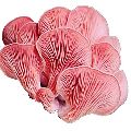 Organic pink oyster mushroom spawn