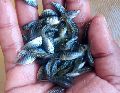 red tilapia fish seeds